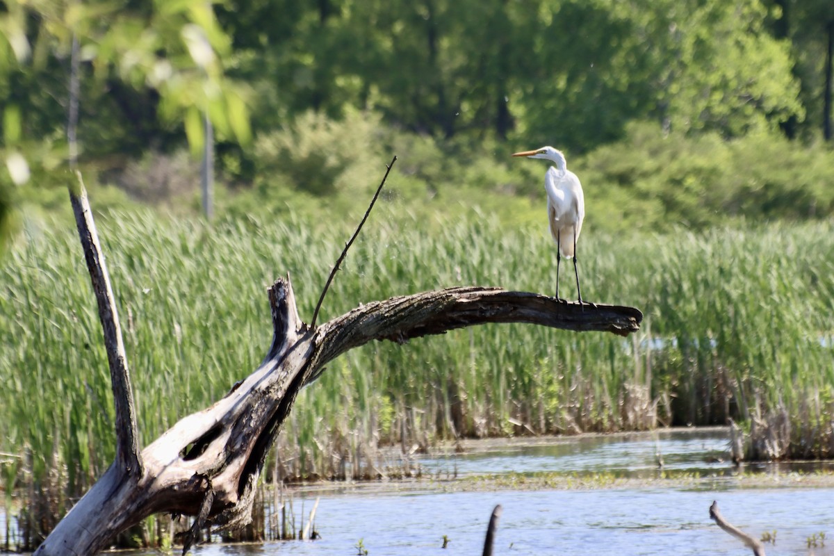 Great Egret - C Schneck