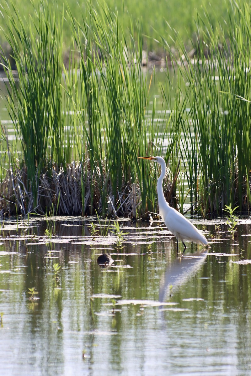 Great Egret - C Schneck