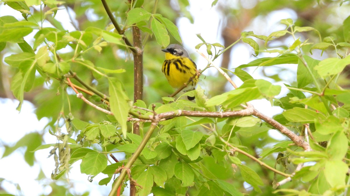 Magnolia Warbler - Hunter Kasprowicz