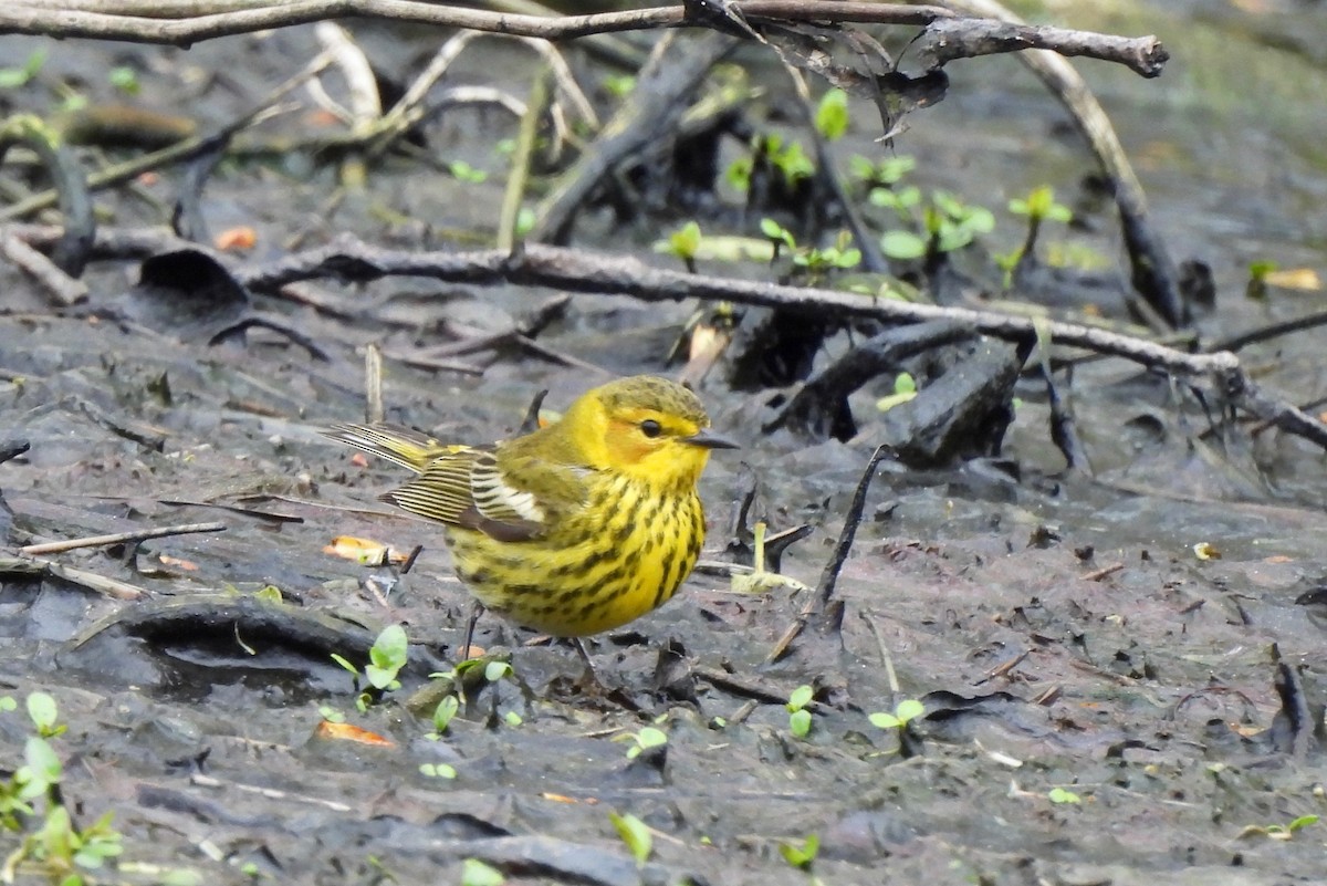 Cape May Warbler - Pegg & Mark Campbell