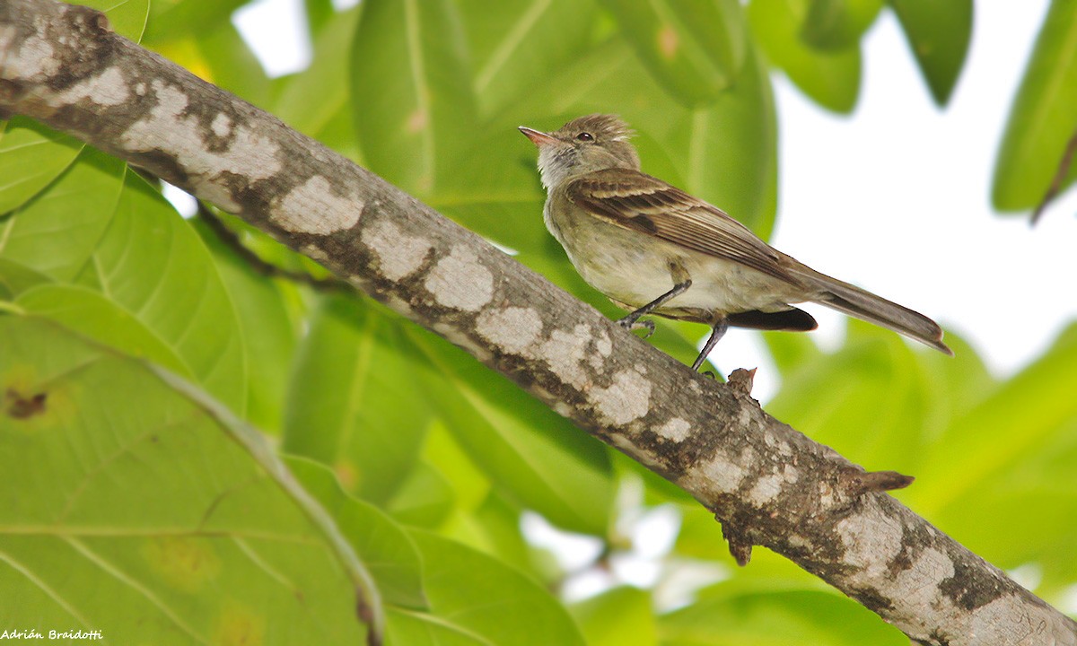 Caribbean Elaenia - Adrián Braidotti