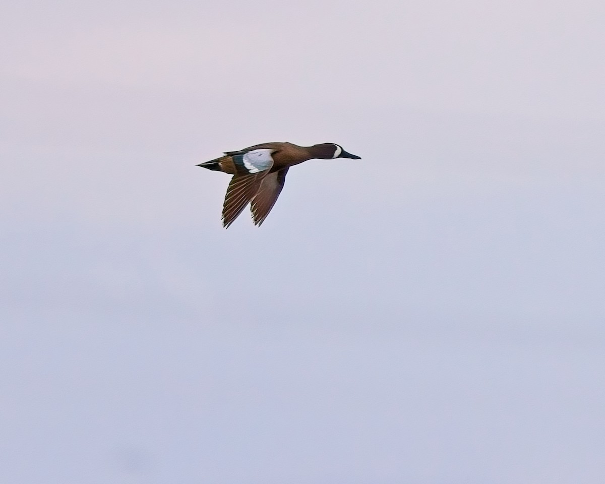 Blue-winged Teal - Frank Letniowski