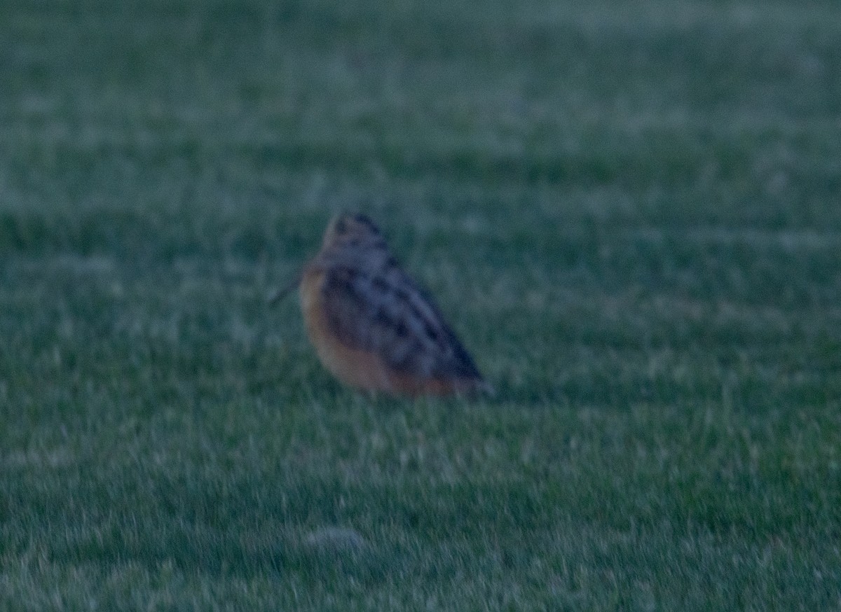 American Woodcock - Greg Harrington