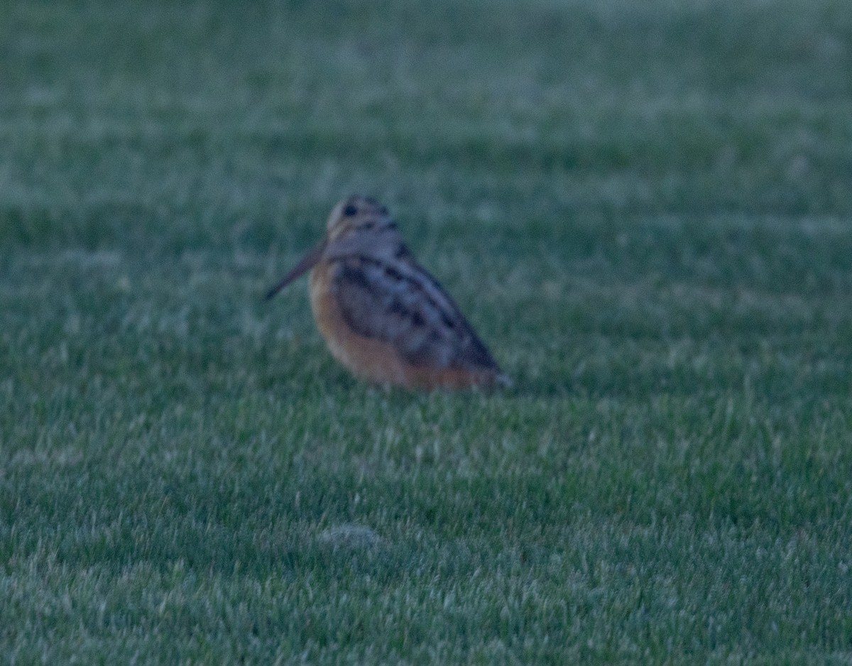 American Woodcock - Greg Harrington