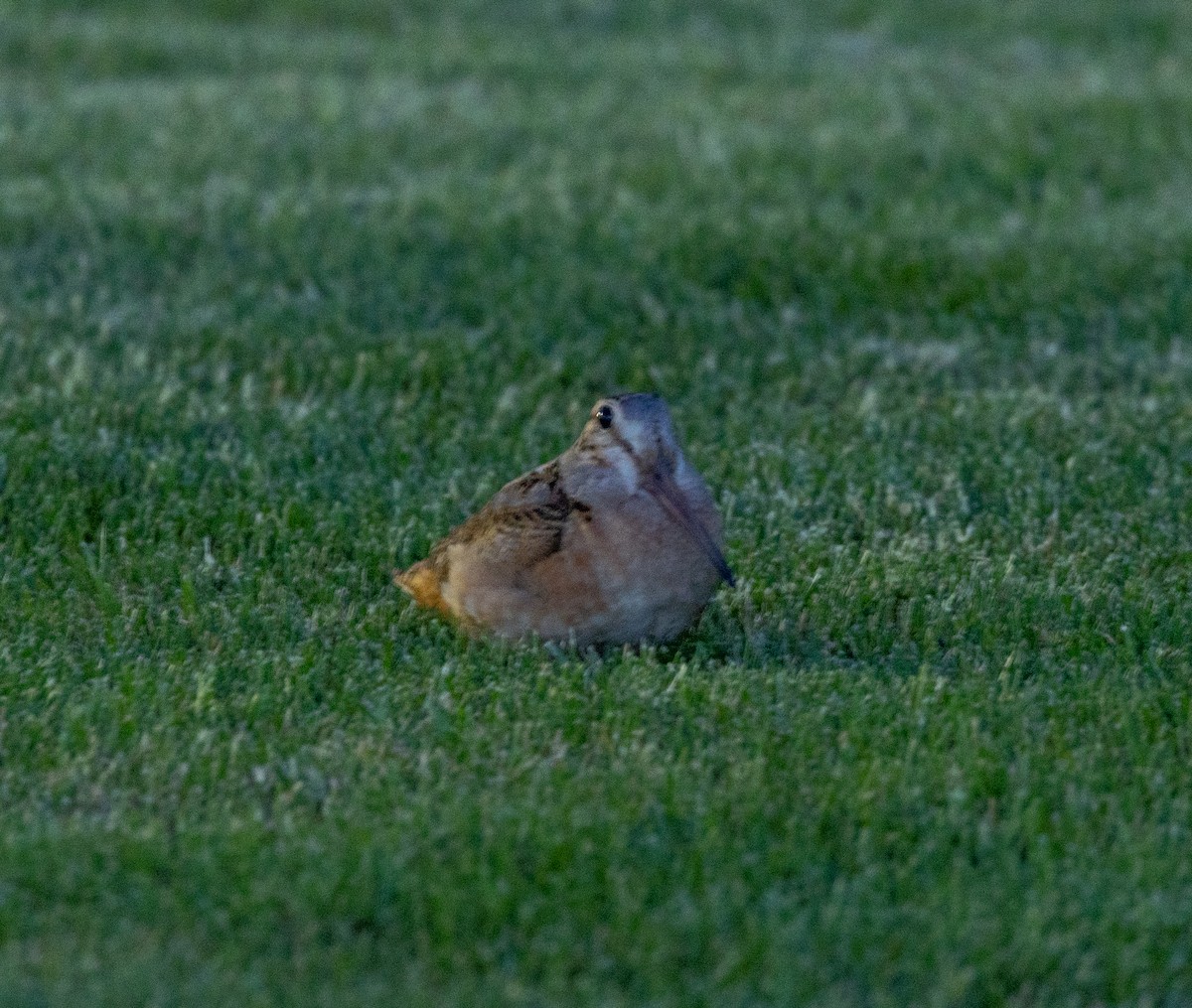 American Woodcock - Greg Harrington