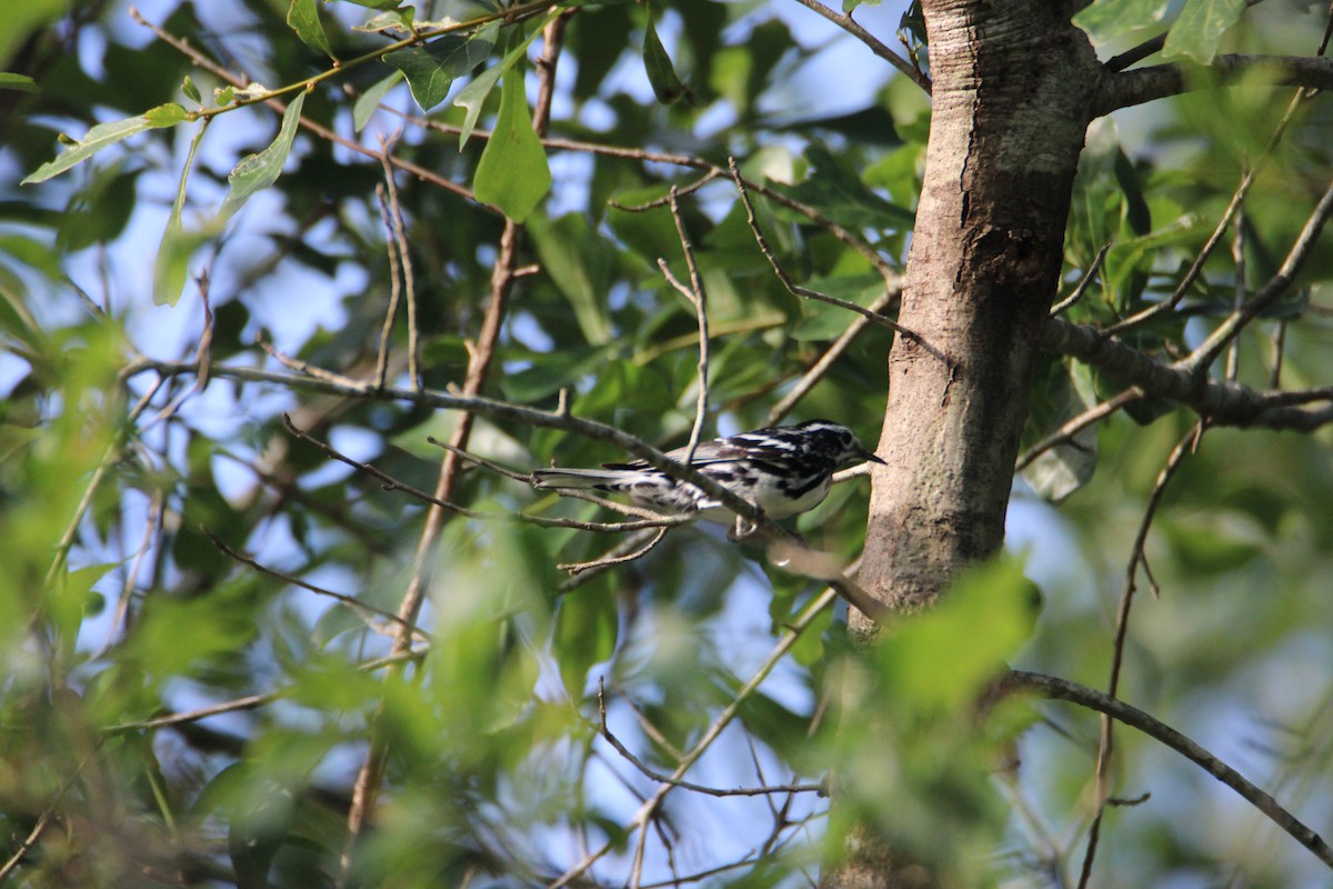 Paruline noir et blanc - ML619510448