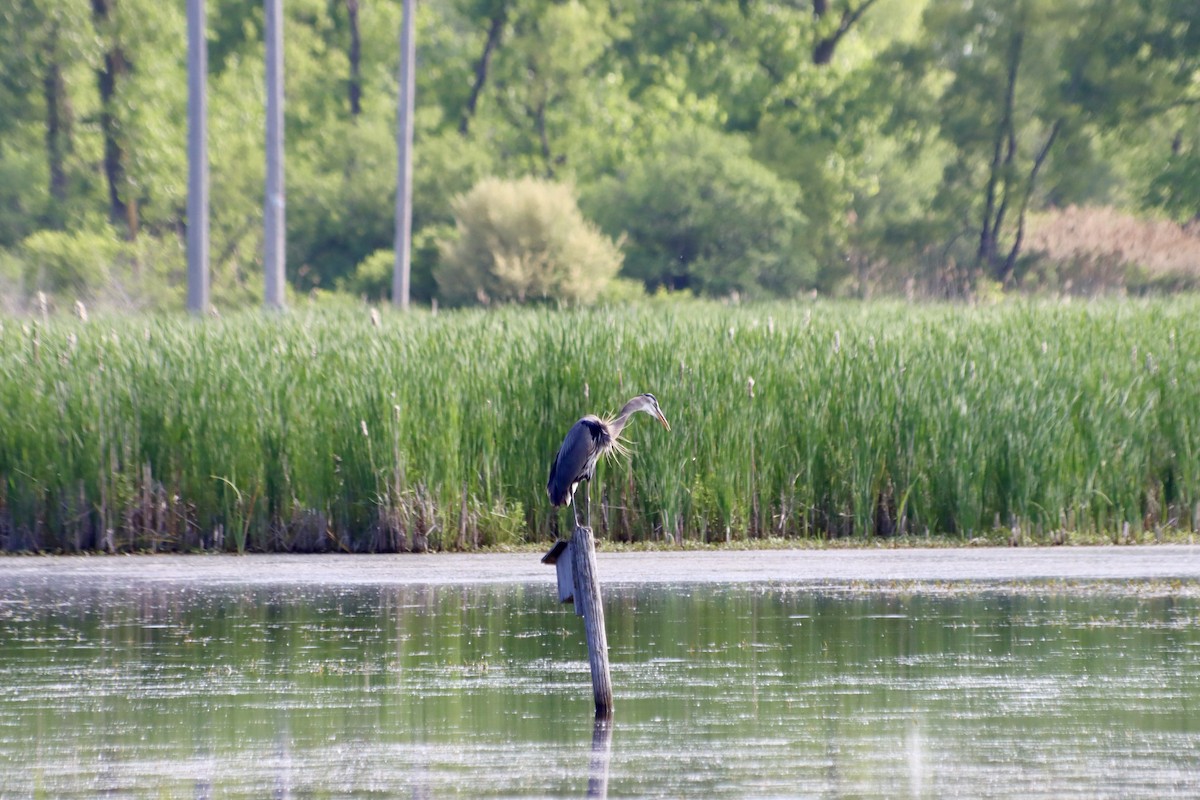 Great Blue Heron - C Schneck