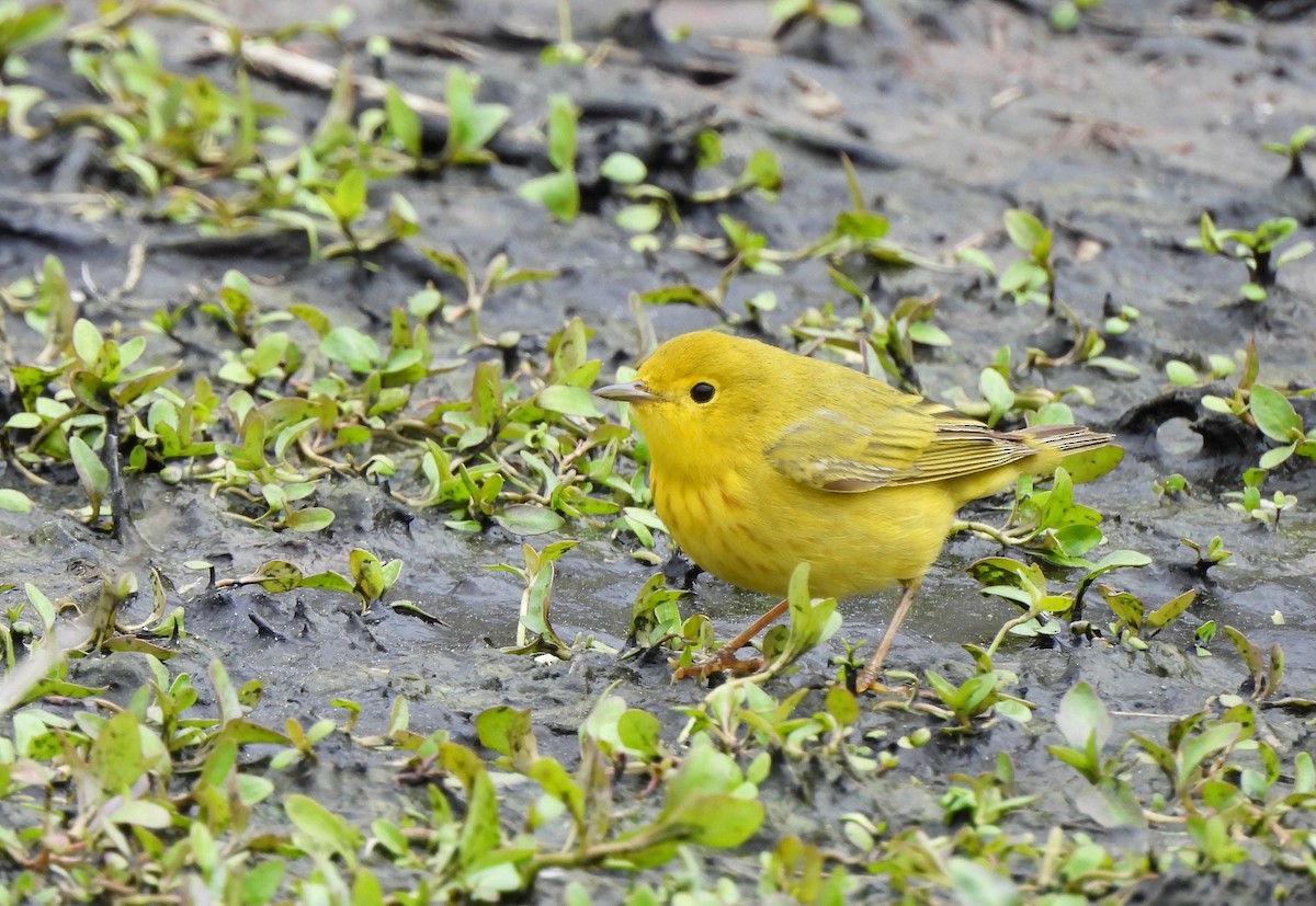 Yellow Warbler - Pegg & Mark Campbell