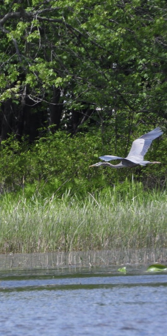 Great Blue Heron - Manon Guglia