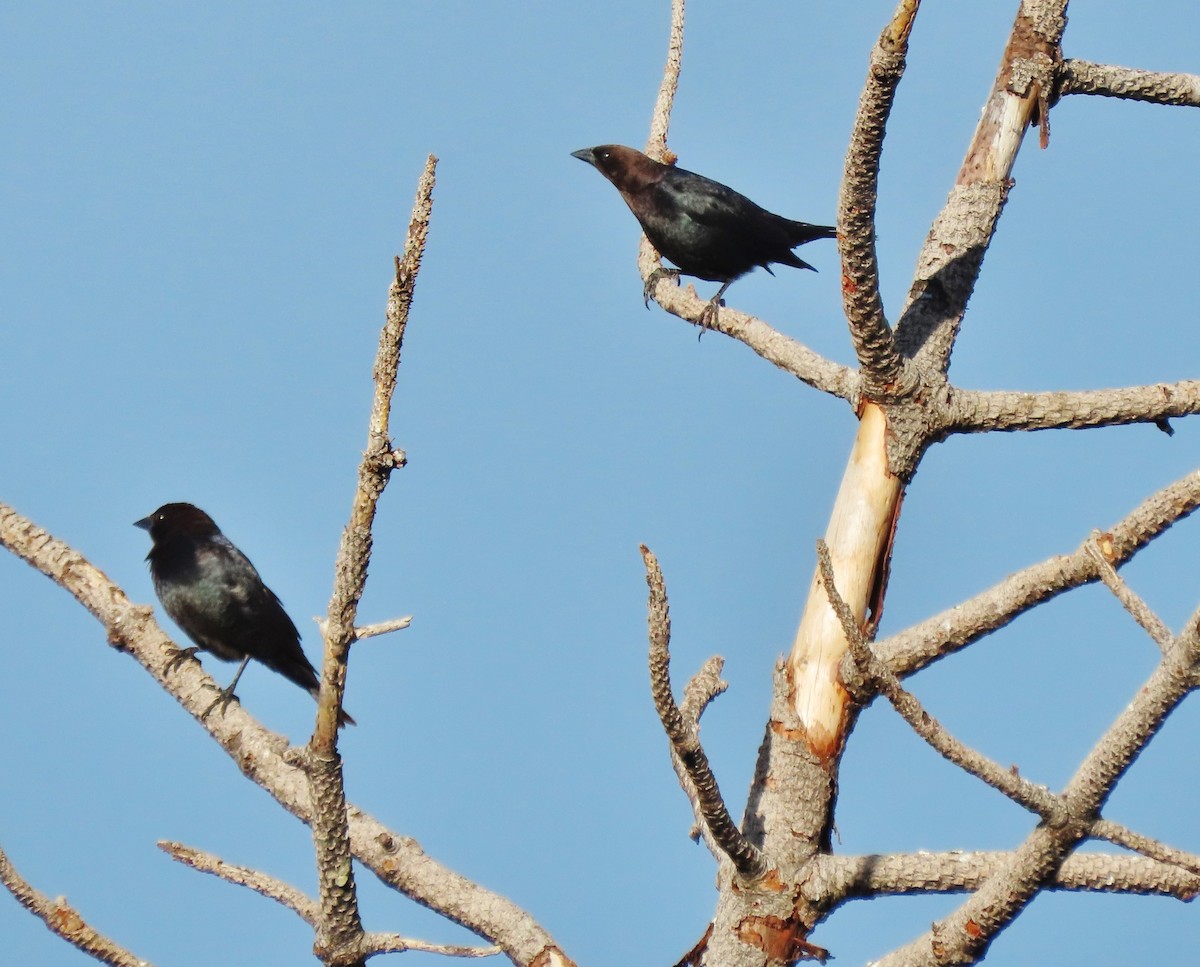 Brown-headed Cowbird - peter weber