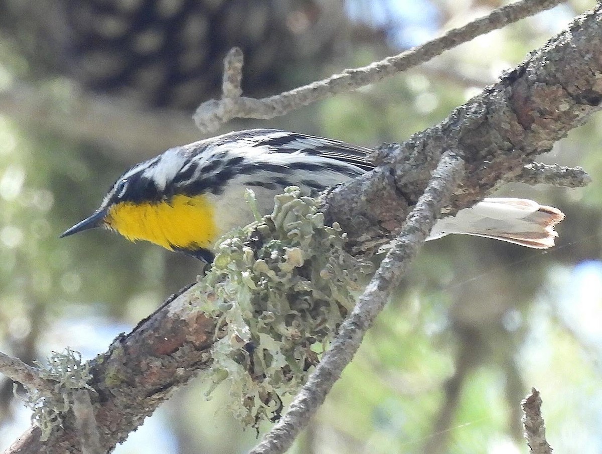 Yellow-throated Warbler - Nick & Jane