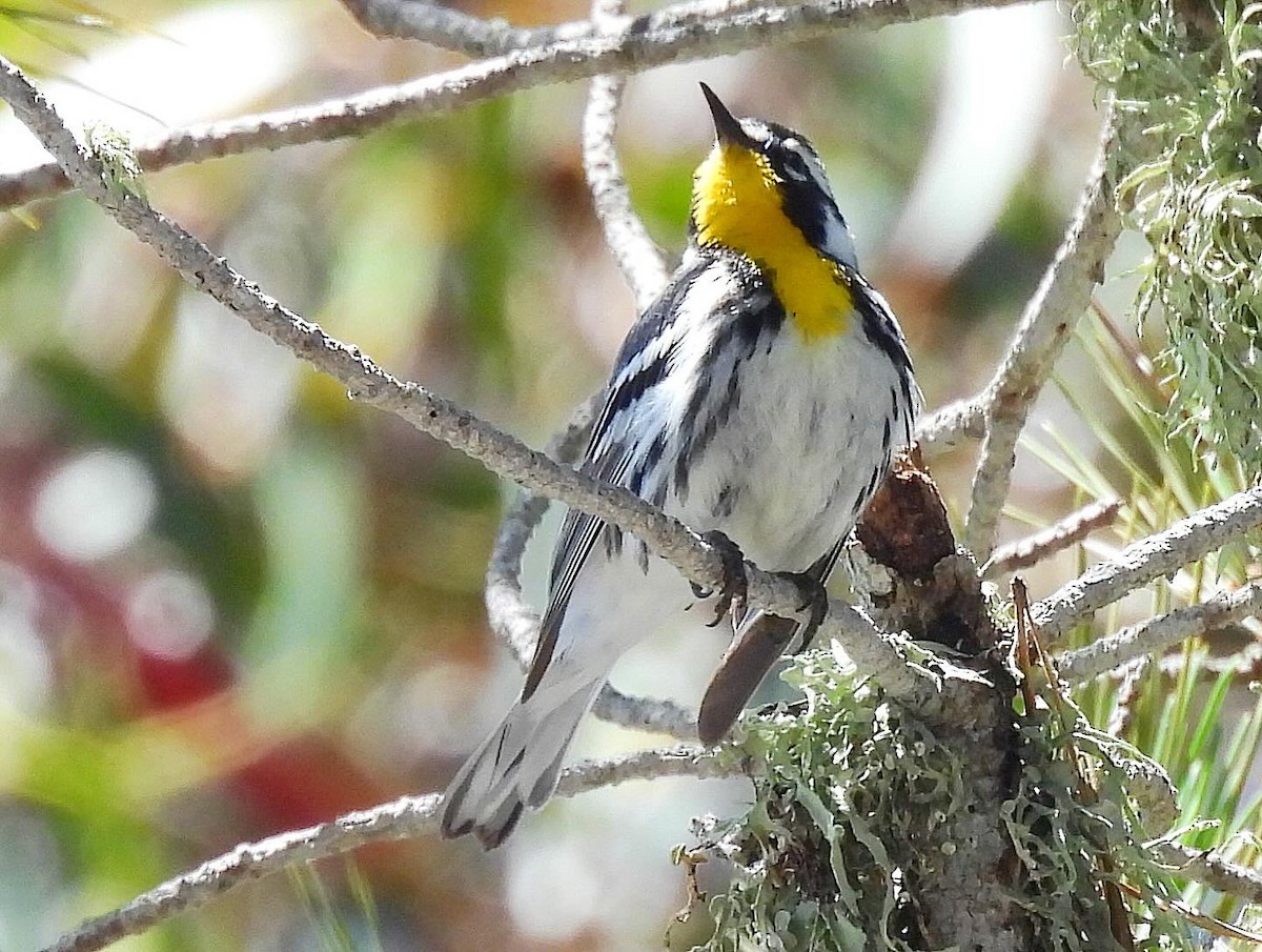 Yellow-throated Warbler - Nick & Jane