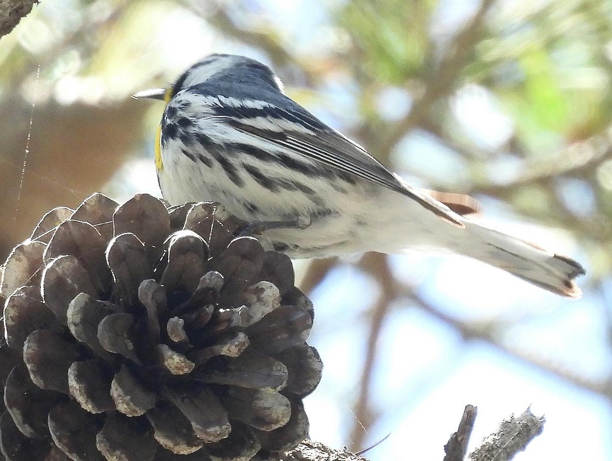 Yellow-throated Warbler - Nick & Jane