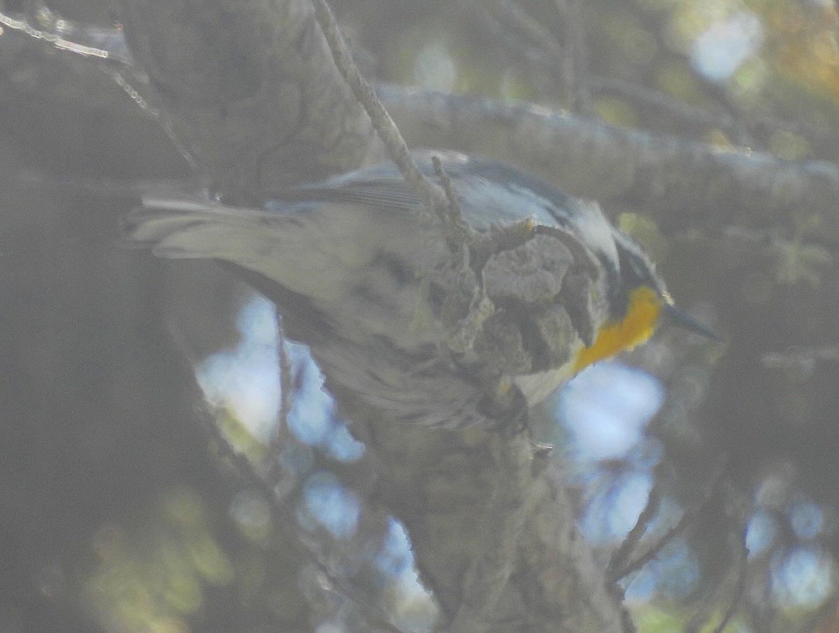 Yellow-throated Warbler - Nick & Jane