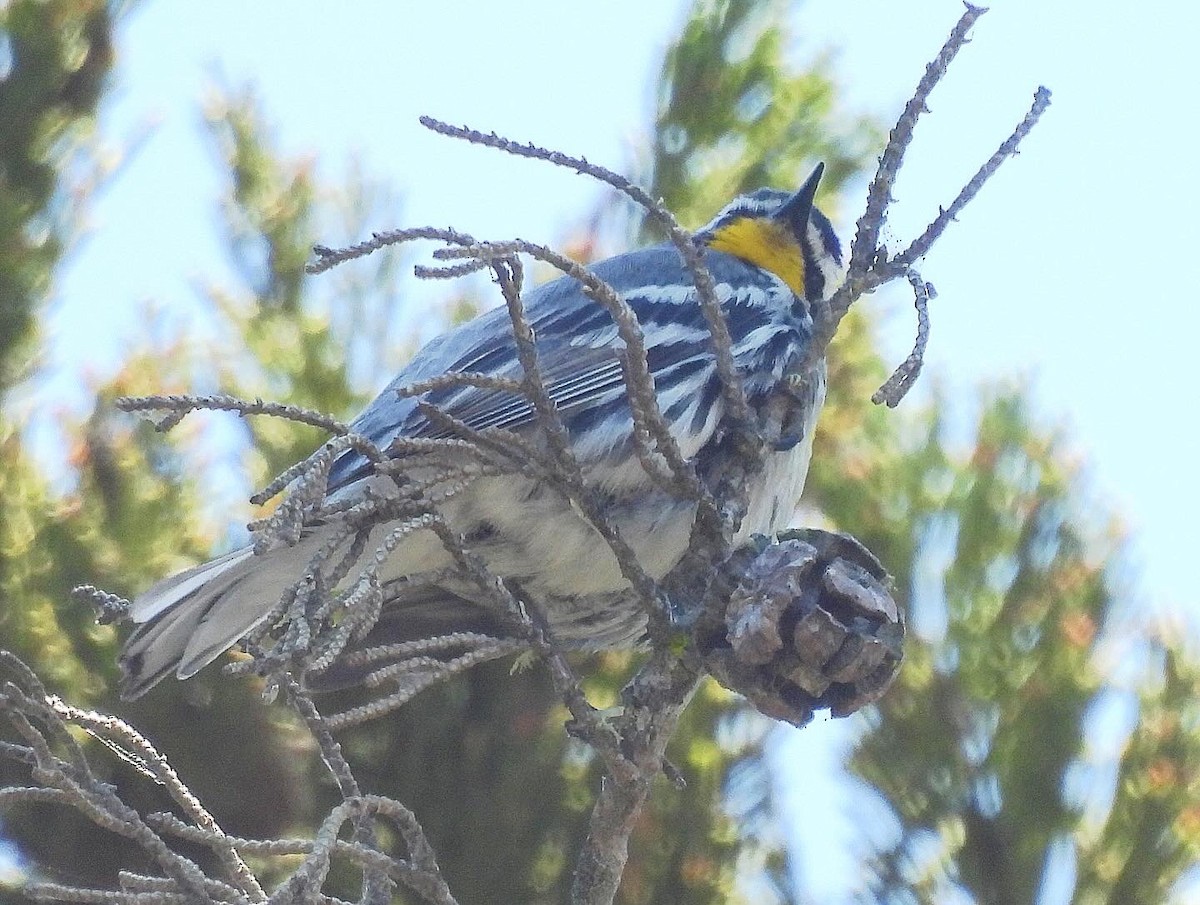 Yellow-throated Warbler - Nick & Jane