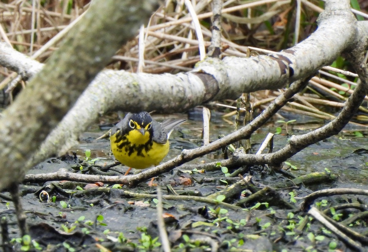 Canada Warbler - Pegg & Mark Campbell