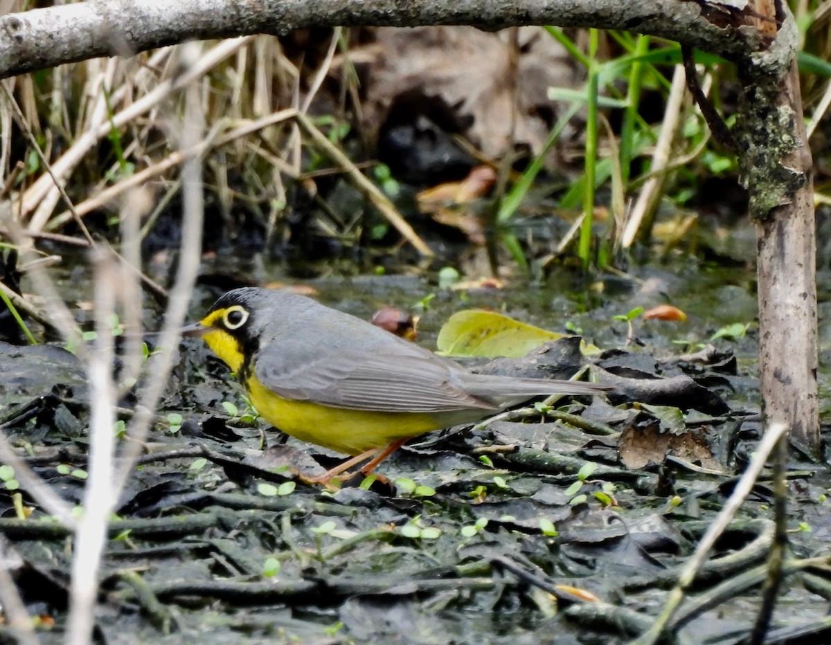 Canada Warbler - Pegg & Mark Campbell