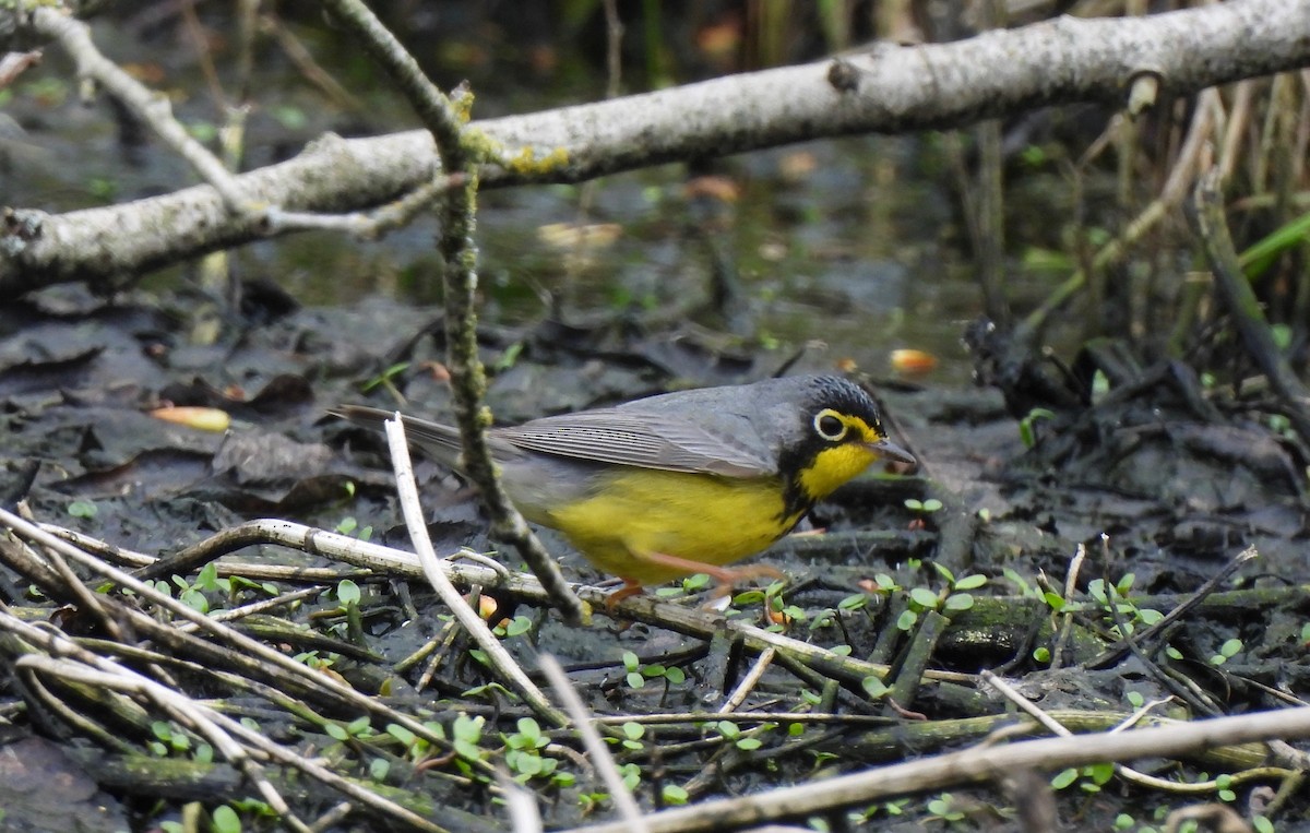 Canada Warbler - Pegg & Mark Campbell