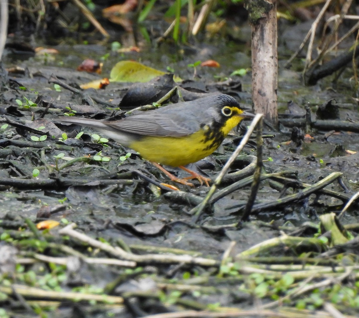 Canada Warbler - Pegg & Mark Campbell