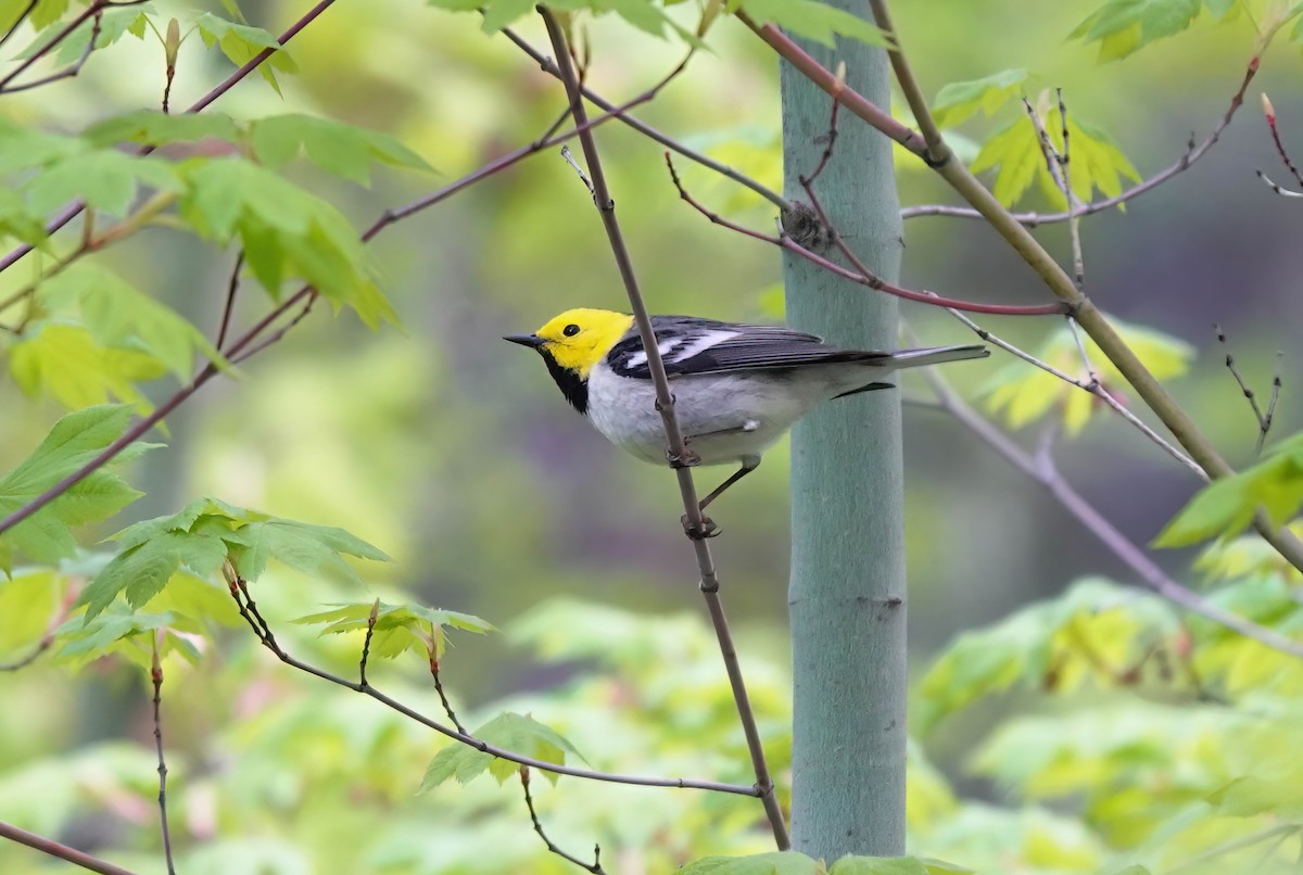 Hermit Warbler - Pam Vercellone-Smith