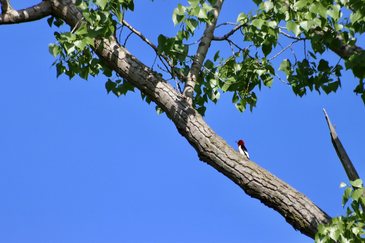 Red-headed Woodpecker - C Schneck