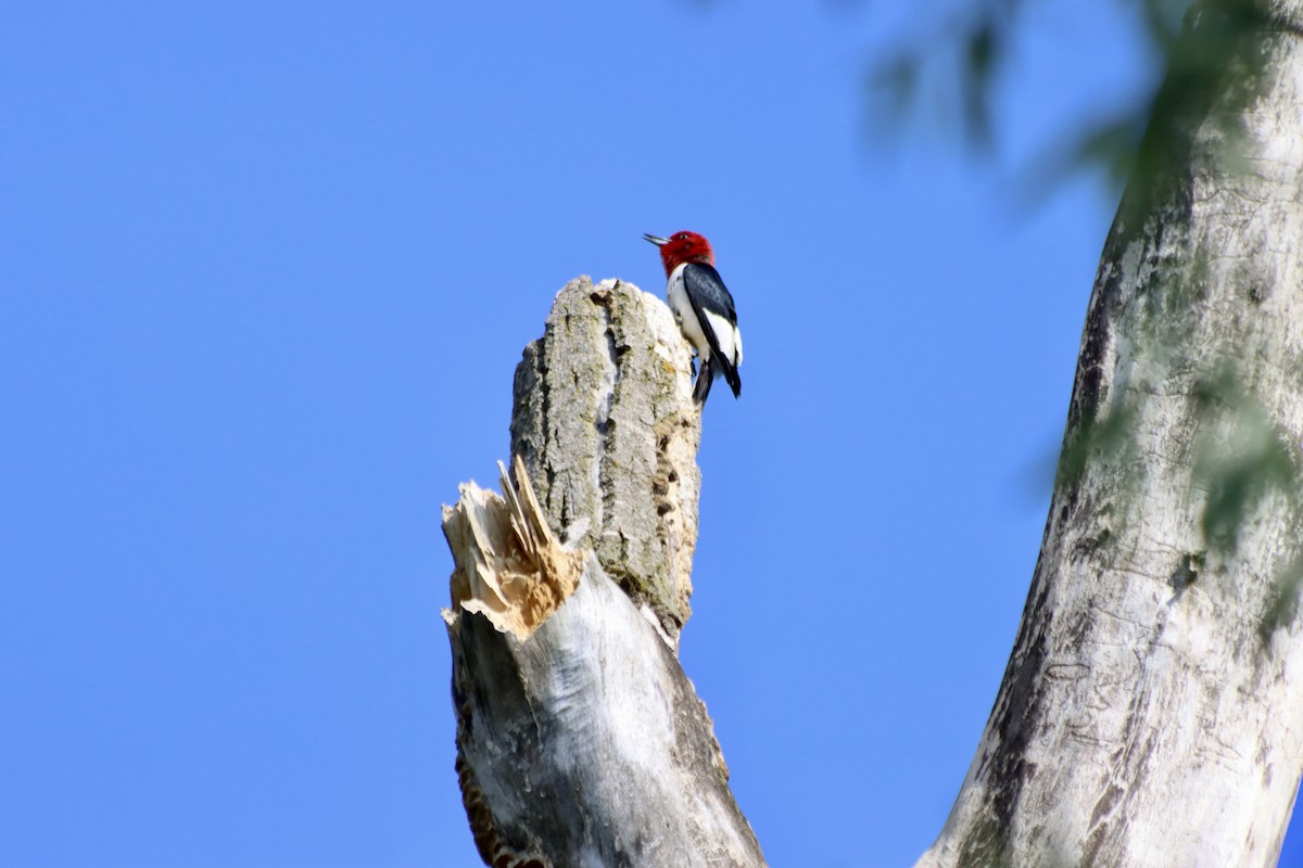 Red-headed Woodpecker - C Schneck