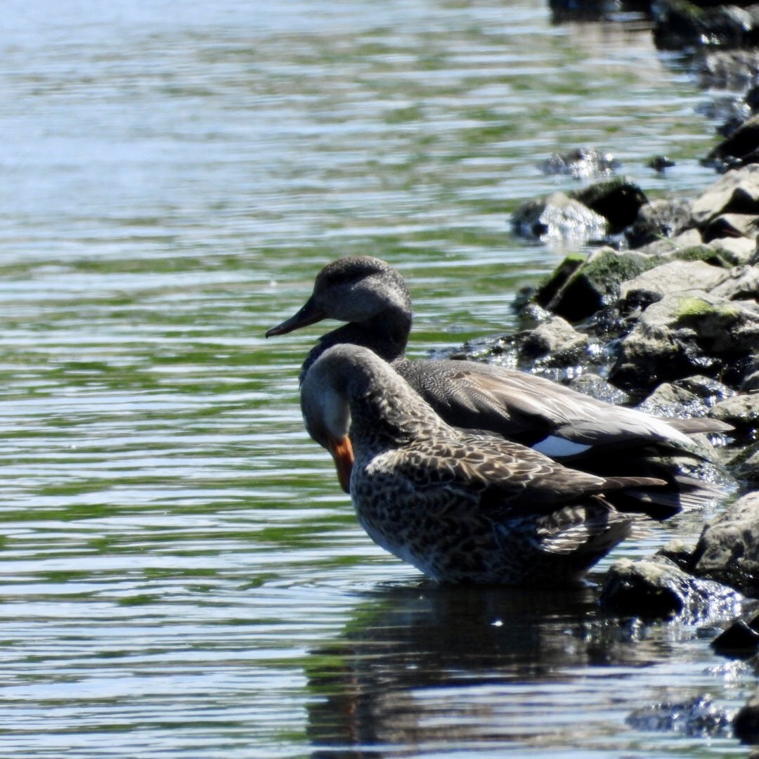 Gadwall - ML619510492