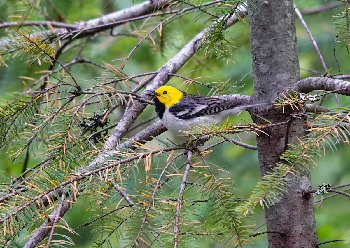 Hermit Warbler - Pam Vercellone-Smith