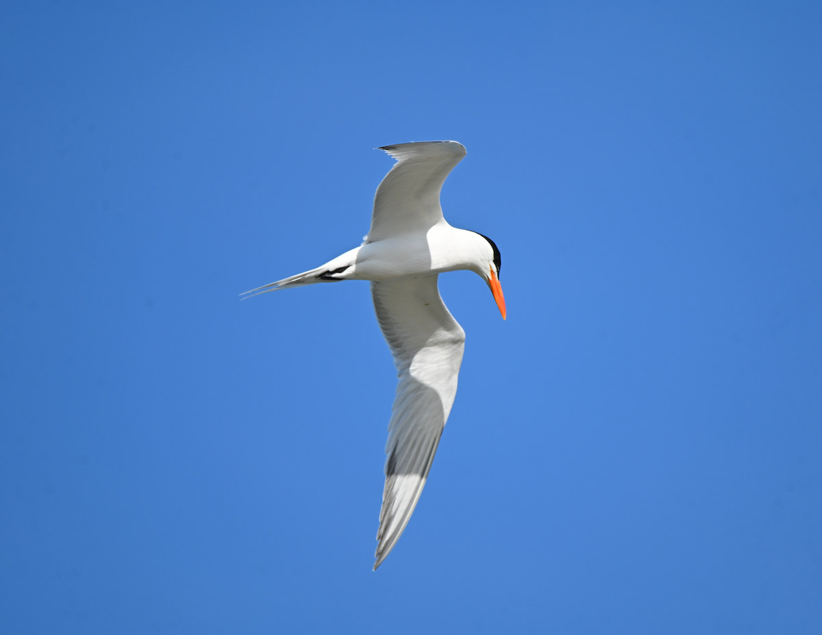 Royal Tern - Heather Buttonow
