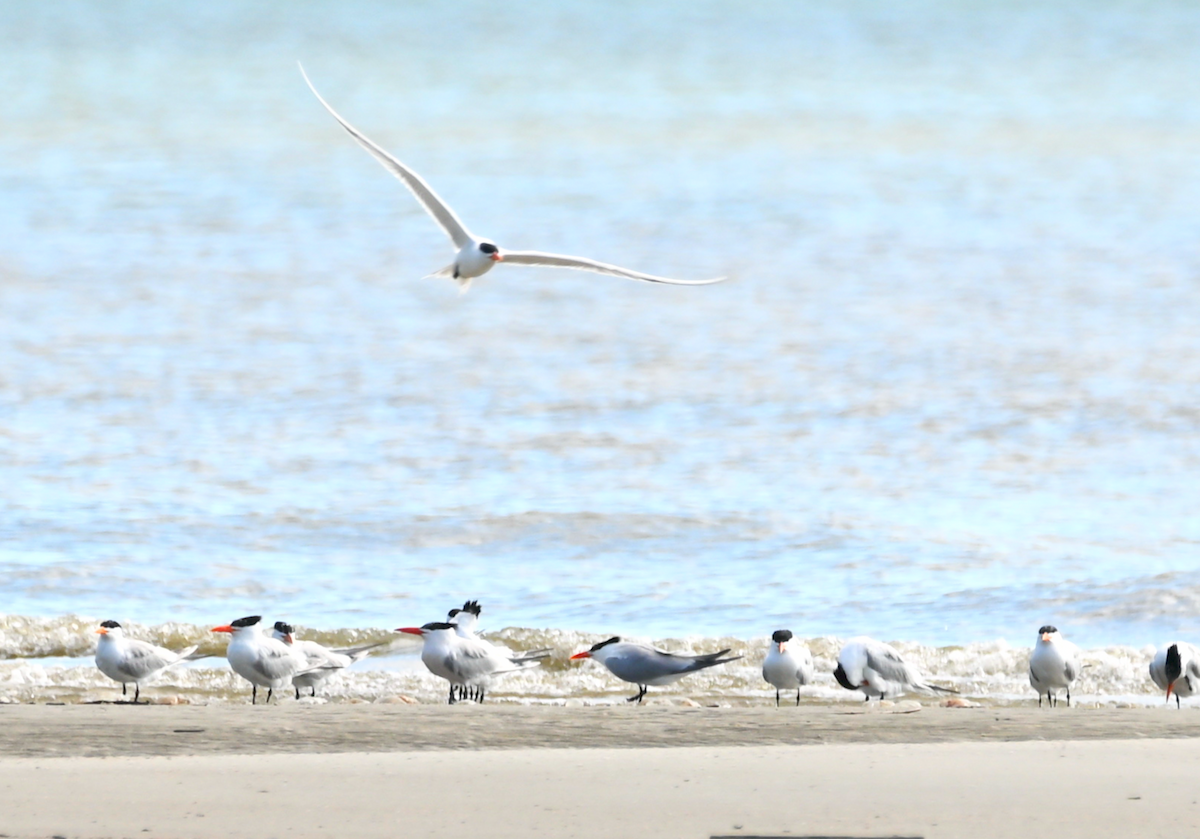 Royal Tern - Heather Buttonow