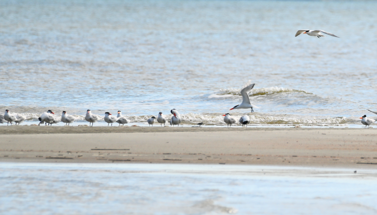 Royal Tern - Heather Buttonow