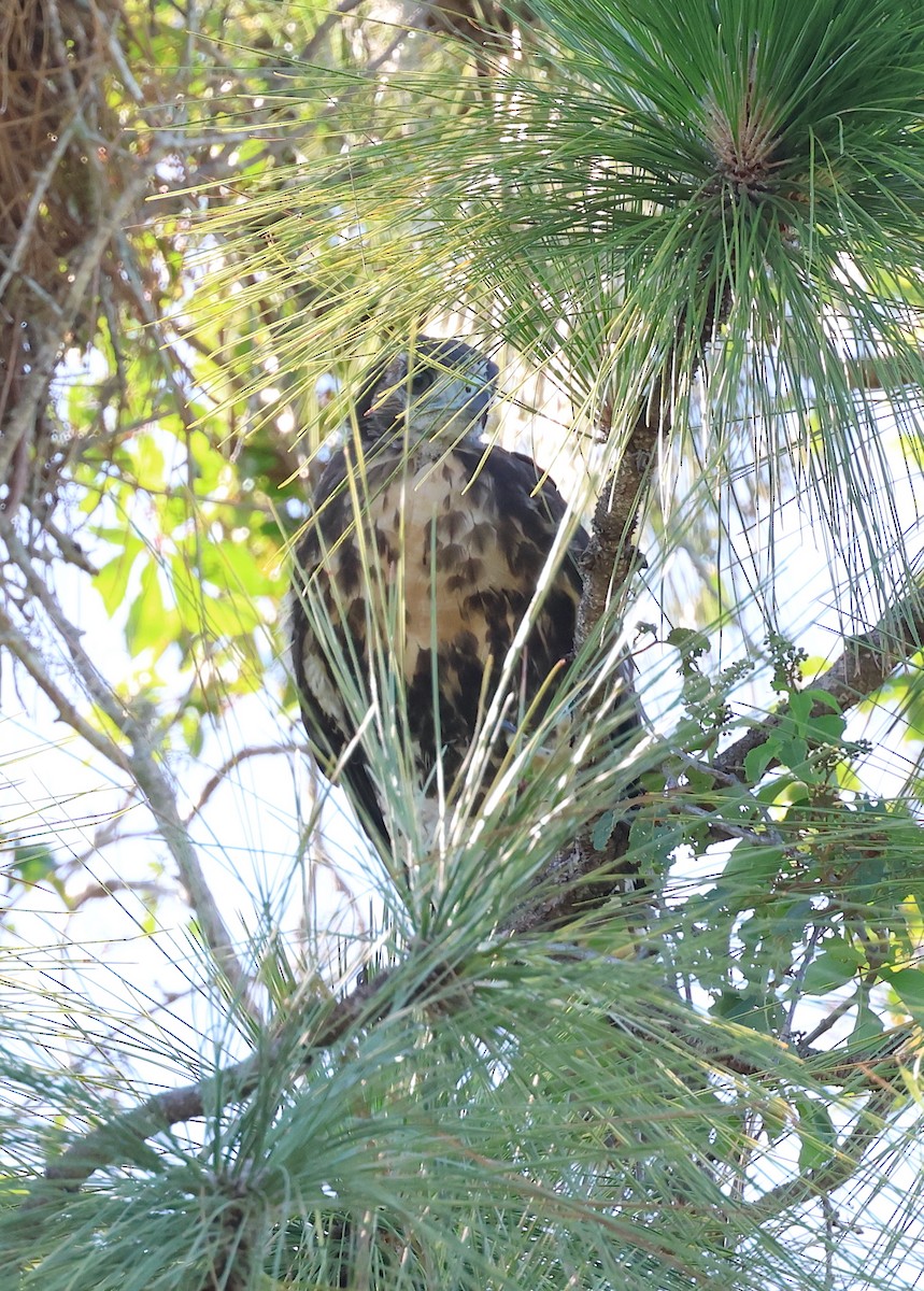 Red-tailed Hawk - Bob Sicolo