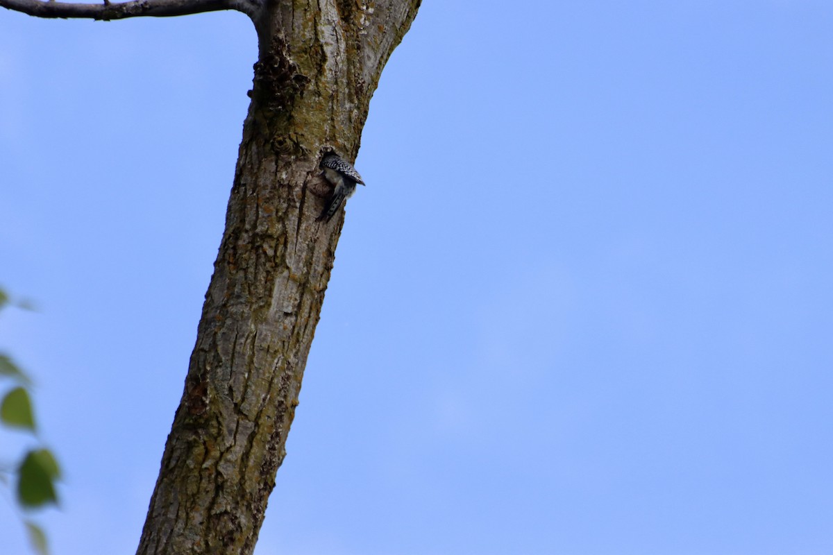 Red-bellied Woodpecker - C Schneck