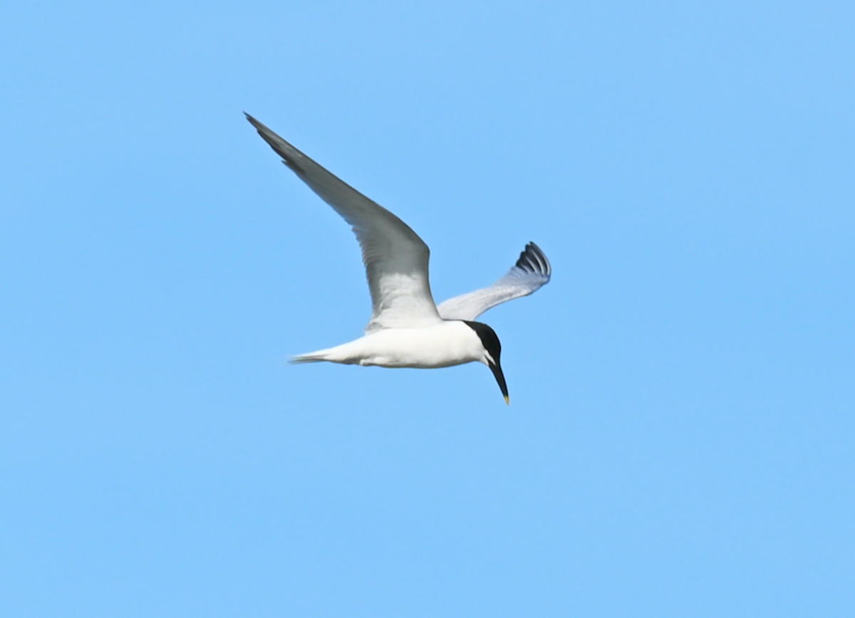 Sandwich Tern - Heather Buttonow