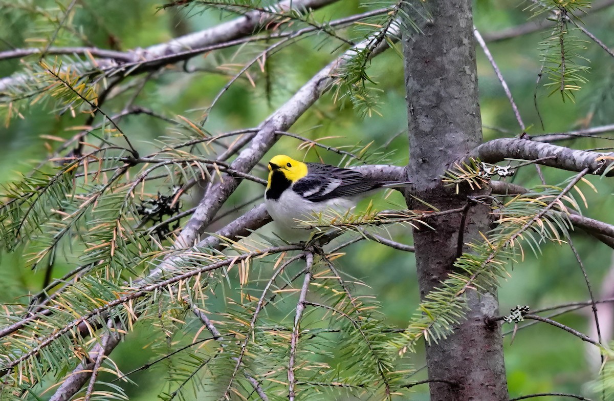 Hermit Warbler - Pam Vercellone-Smith