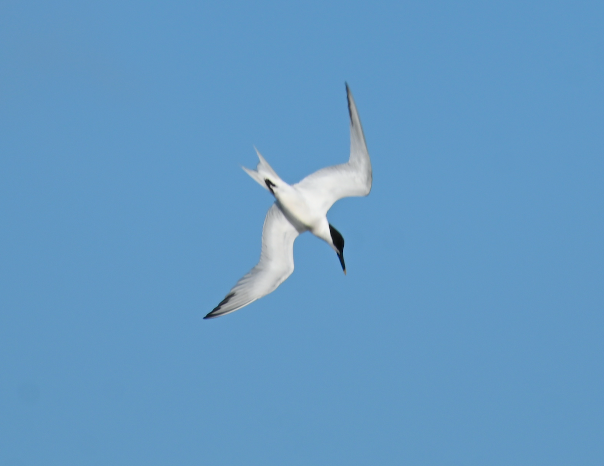 Sandwich Tern - Heather Buttonow