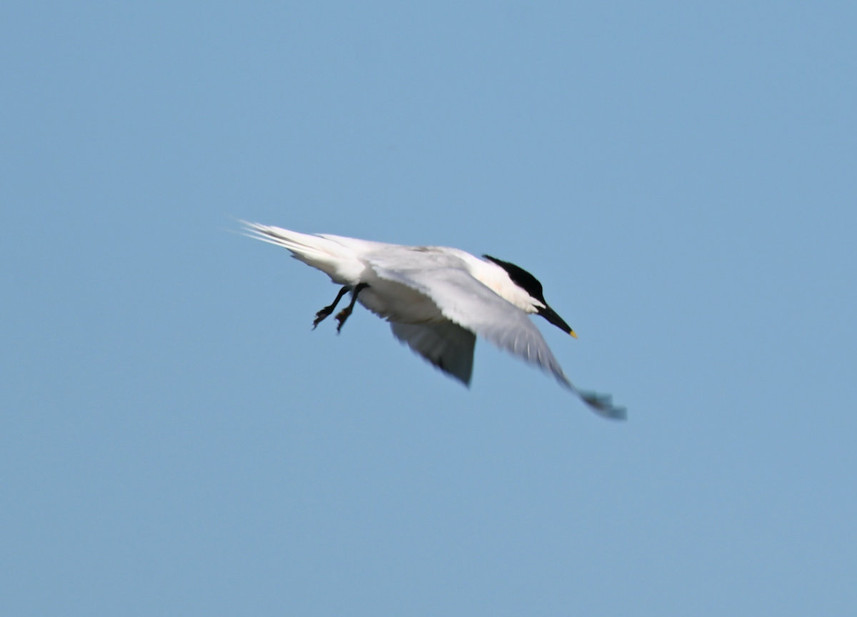 Sandwich Tern - Heather Buttonow