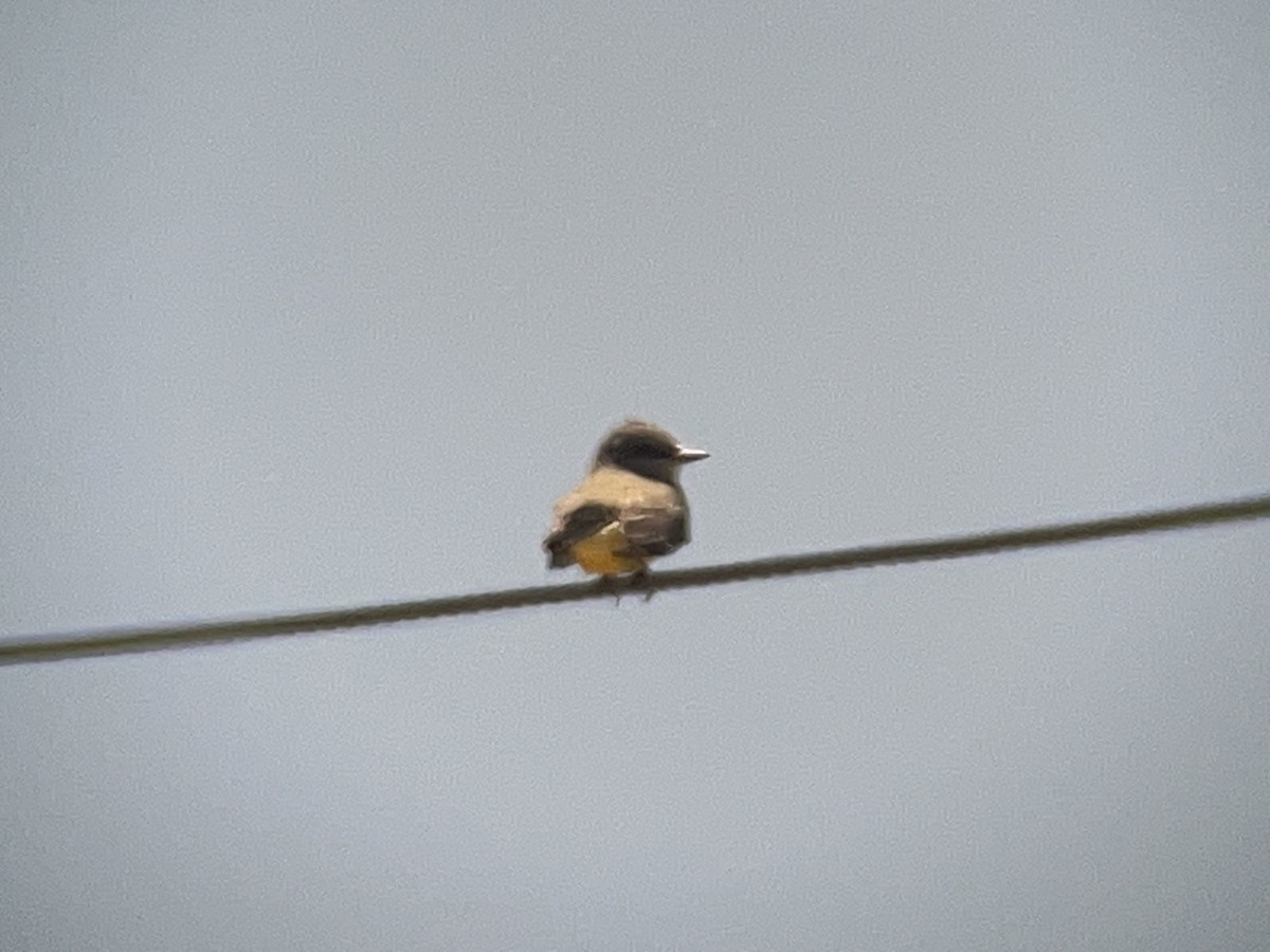 Western Kingbird - Wendy VanDeWalle 🦉