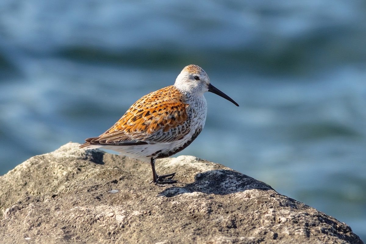 Dunlin - Maxwell Giffen