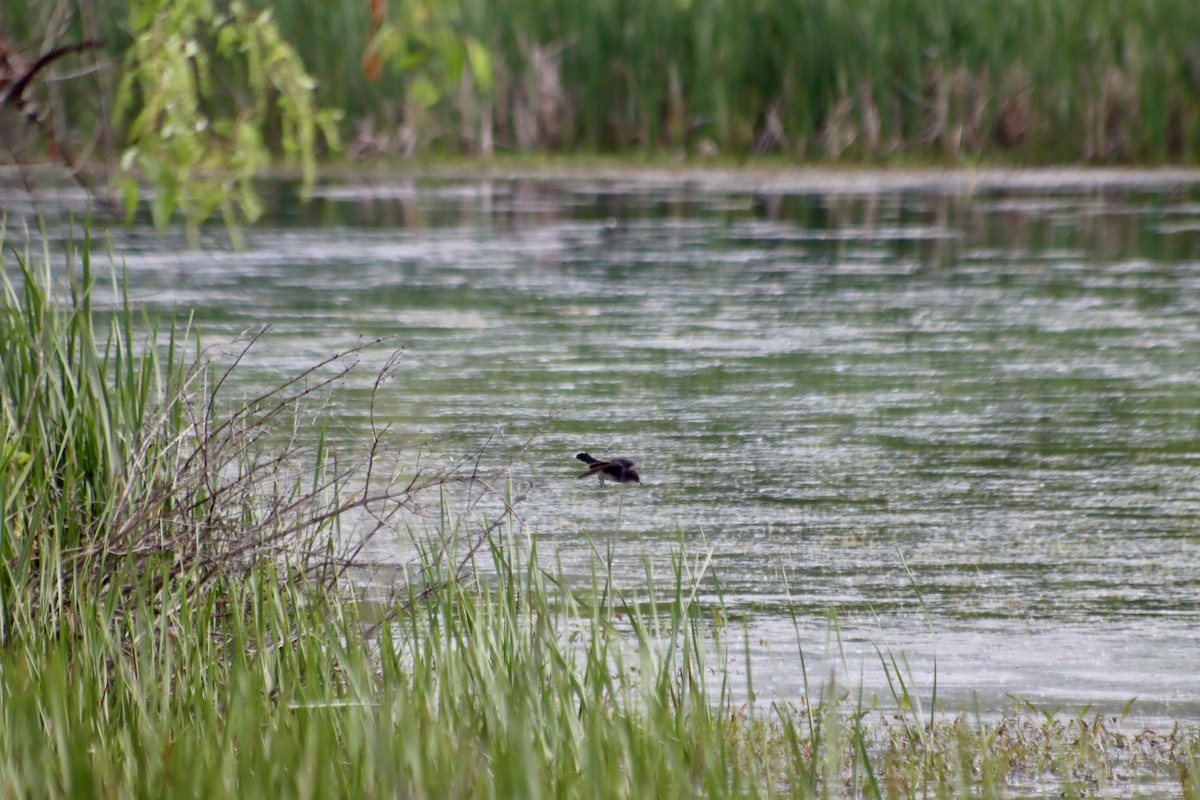 Eastern Kingbird - C Schneck