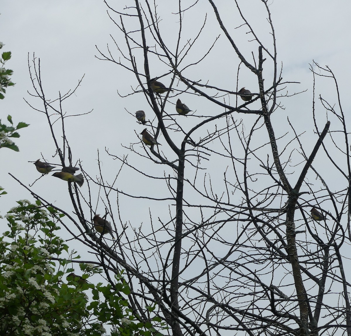 Cedar Waxwing - claudine lafrance cohl