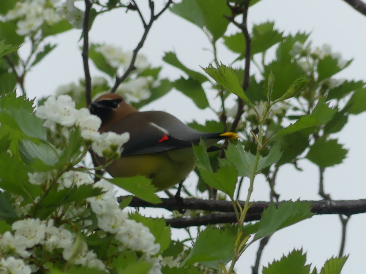 Cedar Waxwing - claudine lafrance cohl