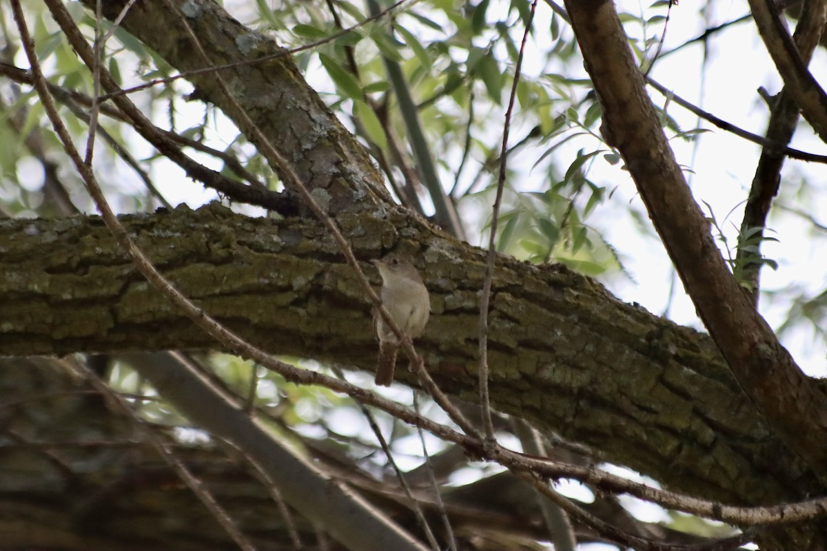 House Wren - C Schneck