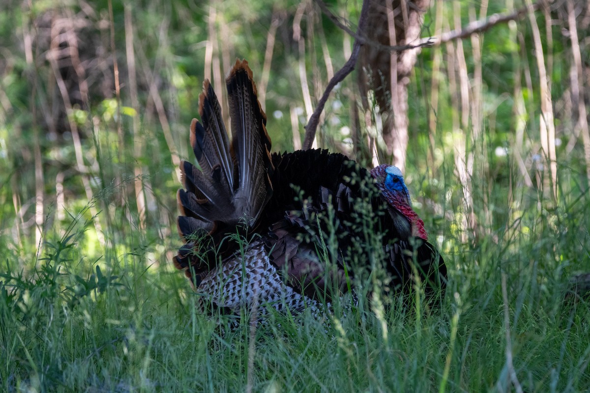 Wild Turkey - Karen Hardy