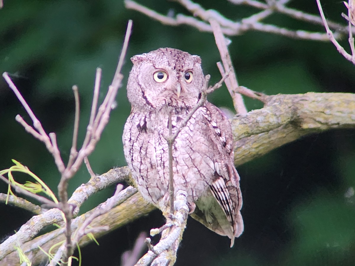 Eastern Screech-Owl - Tom Kerr