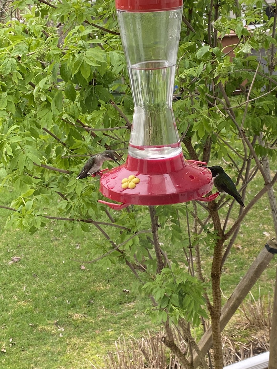 Ruby-throated Hummingbird - Jean-Raymond  Lepage