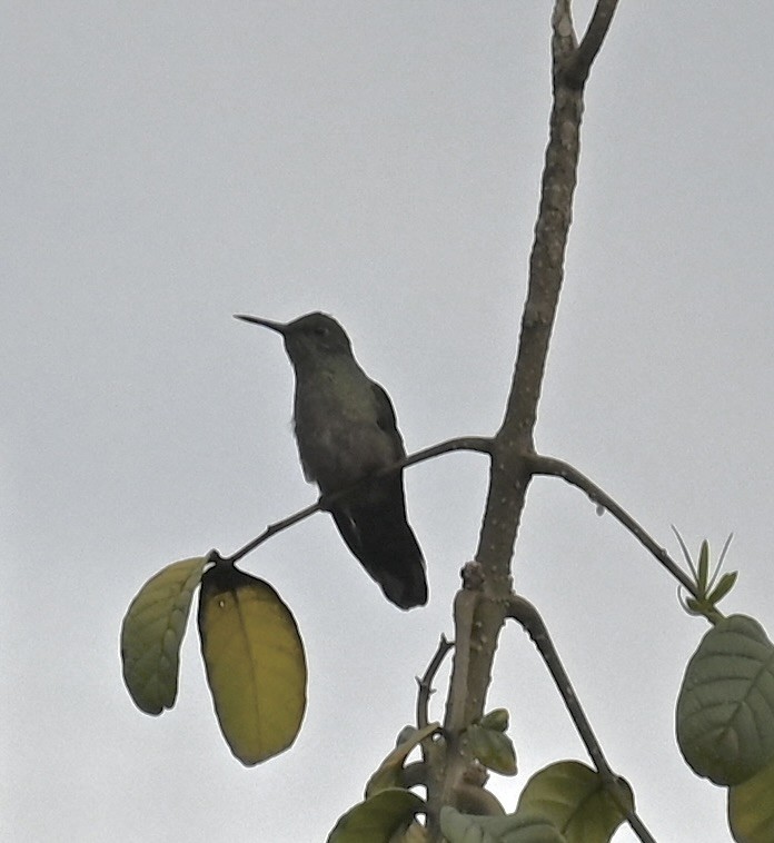 Scaly-breasted Hummingbird - Nancy Blaze