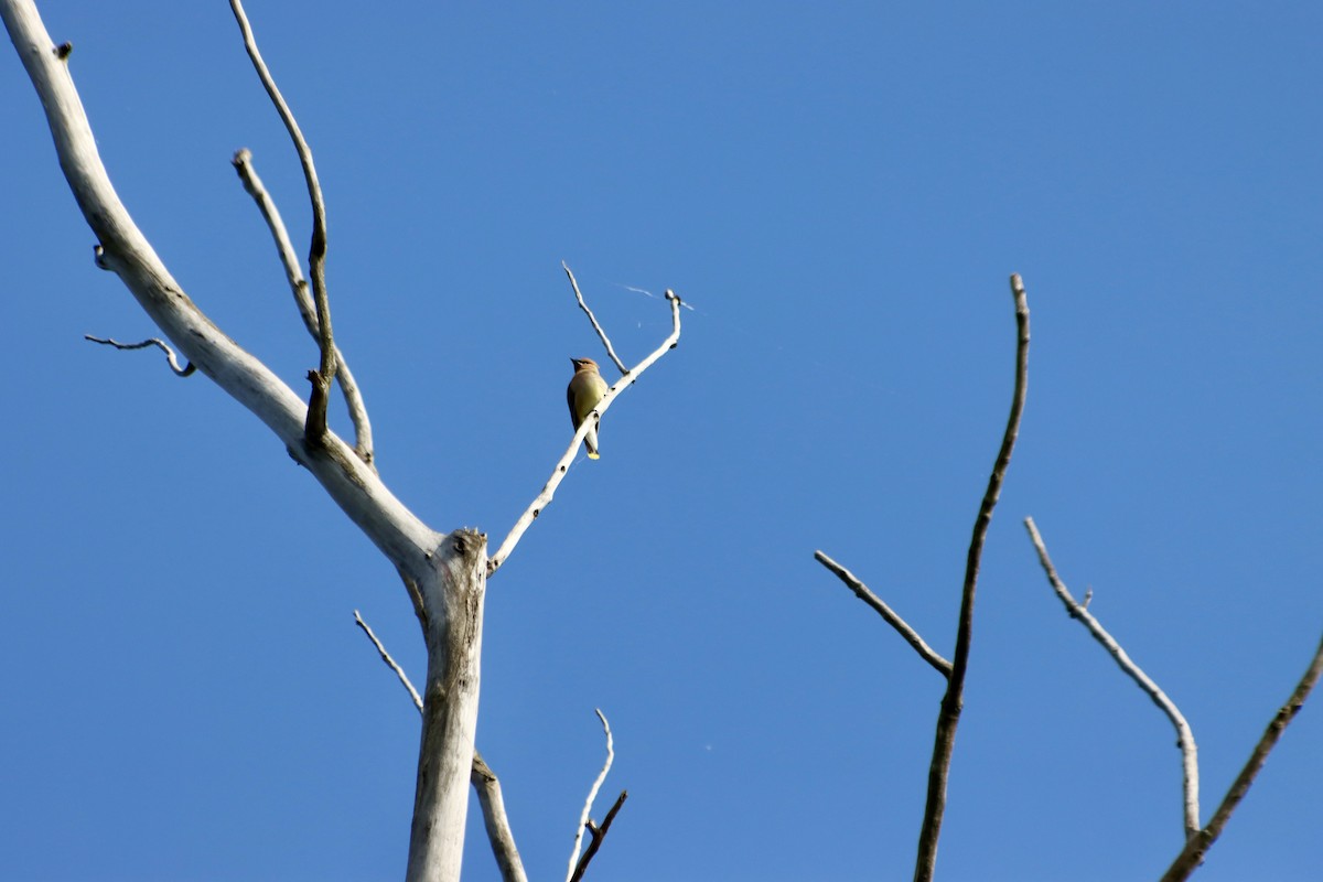 Cedar Waxwing - C Schneck