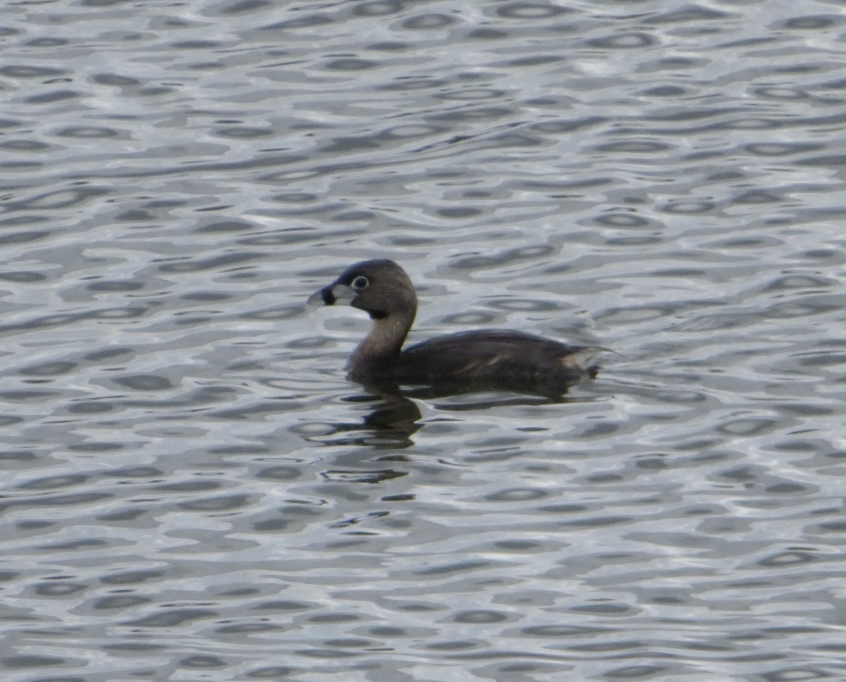 Pied-billed Grebe - David Forbes