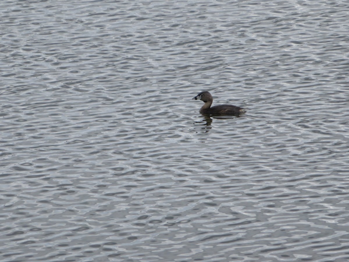 Pied-billed Grebe - ML619510538